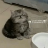 GATOS CURA DEPRESIÓN😹😳 9