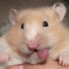 Hamster Fofo Reações 🐹 21