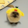 🐱Michitos bonitos🐱 13