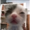 Gatitos Pa' ti & Pa' mi 🥰2 16