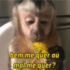 MACAQUINHOS 🙊🙉🙈 7
