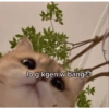 KUCING GEMOYY 13