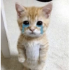 Gatitos. | @ocenferios  Haki. 9
