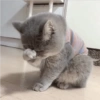 Gatitos para Mandar! 🐈‍⬛ 17