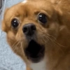 Dogs engraçados  15