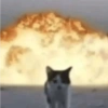 Gatitos. | @ocenferios  Haki. 8