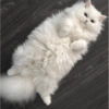 GATOS CURA DEPRESIÓN😹😳 14