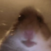 Hamster Fofo Reações 🐹 11