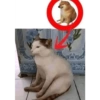 * Reaction * 23