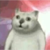 RANDOM DE GATITOS😳😂 5