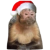 Memes Navideños V1 12