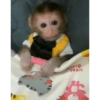 Animalitos 😆 13