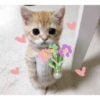 Gatinhos 6