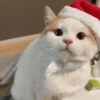 😻Gatitos Navideños🎄 15