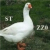 ST ZZO