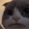 RANDOM DE GATITOS😳😂 11