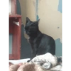 Gatitos Pa' ti & Pa' mi 🥰2 11