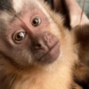 MACAQUINHOS 🙊🙉🙈 6