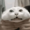 💕🐱Michitos para tus chats🐱💕 12