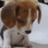 Dogs engraçados  7