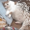 Gatitos Llorando 😭 6
