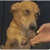 Suspicious doggies 7