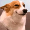 Suspicious doggies 13