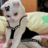 🐱Michitos bonitos🐱 5