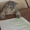 🐱Gatitos🐱 13
