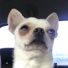 🐶Perritos Reacciones🐶 20