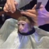छोटे बंदर ❤️🐒 15