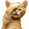 Cat Rulez 10