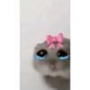 Hamster triste 7