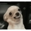Suspicious doggies 6