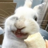 Coelho Fofo Reações 🐰 12