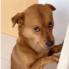 Suspicious doggies 15