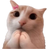 Kitties 11