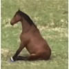 Animalitos 😆 19