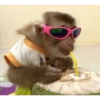 छोटे बंदर ❤️🐒 10