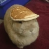 Coelho Fofo Reações 🐰 19