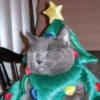 www