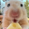 Hamster 🐹 16
