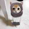 Gatitos. | @ocenferios  Haki. 6