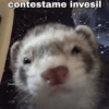 Memes con texto 2 🏝️👀 11