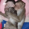 छोटे बंदर ❤️🐒 11