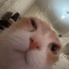 💕🐱Michitos para tus chats🐱💕 14