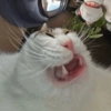 Gatitos 22