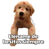 Bear @ballolet888 Lléname de besitos siempre