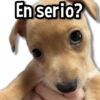 Perritos Pa Ti💕🐶 9