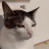 🐱Gatitos🐱 15